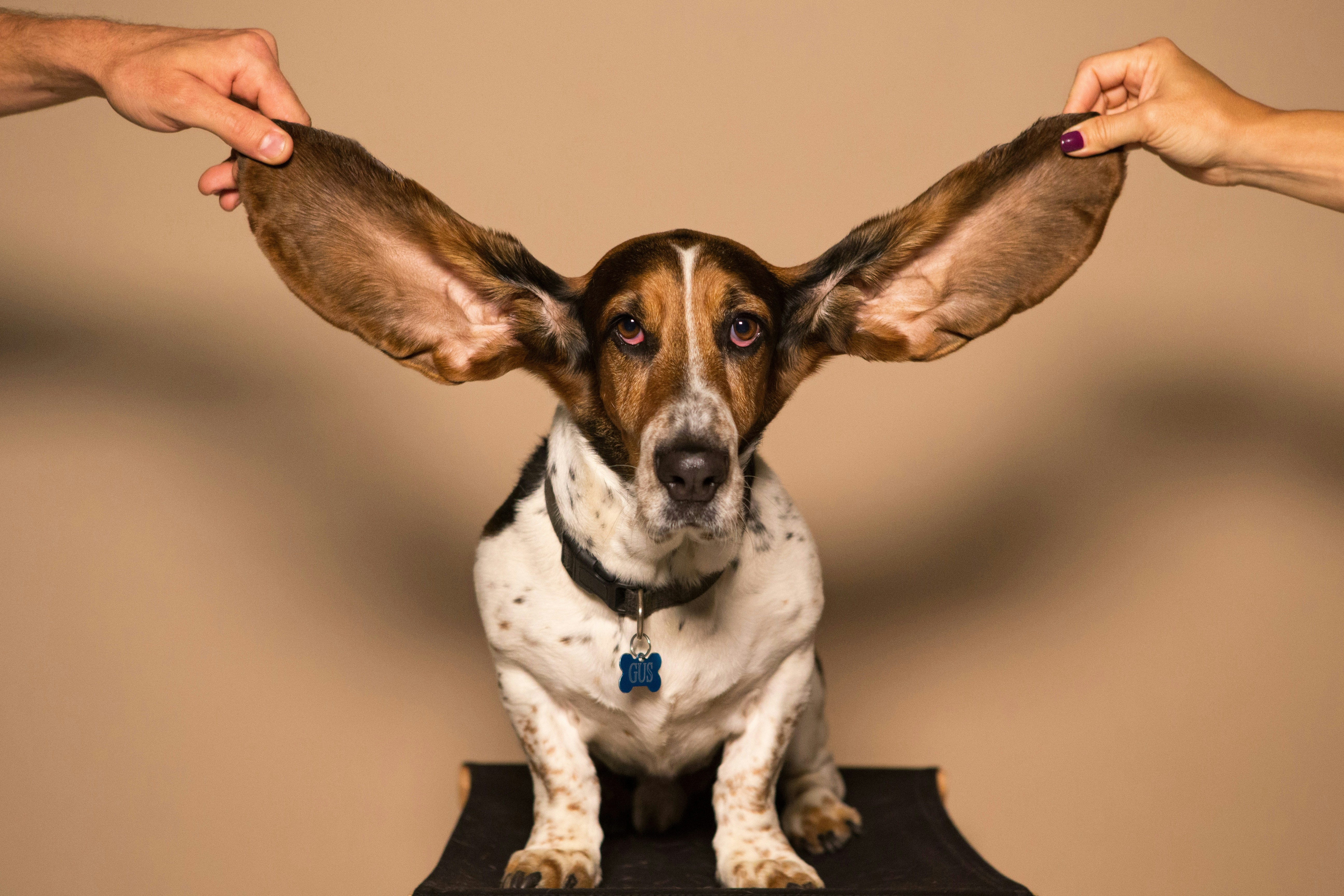 Köpeklerde Kulak Enfeksiyonları: Belirtiler ve Tedavi
